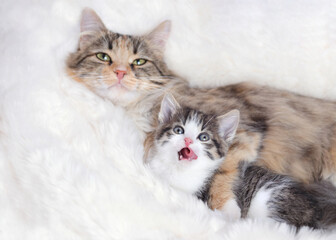 Mother cat and baby Cat on a white fury blanket . Mom Cat hugging her Kitten with love. Mother cat...