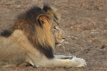 Big Male Lion Relaxing in the Bushveld, South Africa