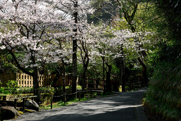 Scenery of Kamakura, the ancient capital of Japan where cherry blossoms bloom