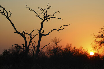Sunset in the Bushveld, in Hoedspruit, South Africa