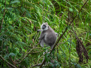 Ella, Sri Lanka: Ein südlicher Hanuman-Langur