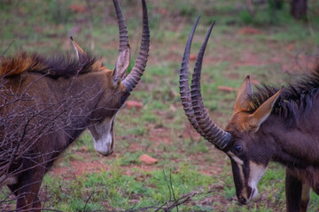 Pretty specimen of a black antelope (Sable) in the bush of South Africa