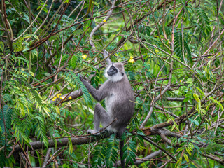 Ella, Sri Lanka: Ein südlicher Hanuman-Langur