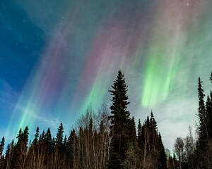 Aurora nights