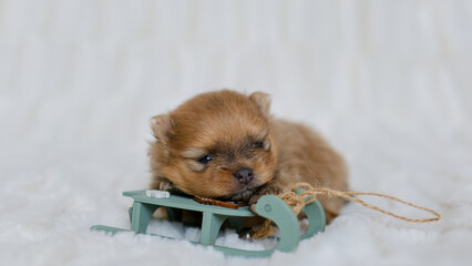 Pomeranian spitz dog puppy breed sits on a sofa in an apartment setting, welcome sweet home, comfort, pet, puppy. Dog breeding