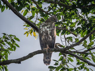 Yala Nationalpark, Sri Lanka: Ein Haubenadler