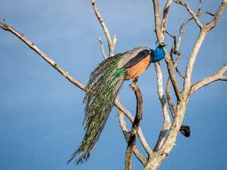 Yala Nationalpark, Sri Lanka: Ein blauer Pfau auf einem Baum - obrazy, fototapety, plakaty