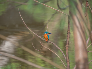 Udawalawa Nationalpark, Sri Lanka: Ein Eisvogel