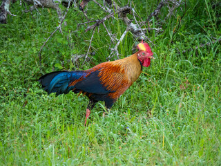 Fototapeta premium Udawalawa Nationalpark, Sri Lanka: Ein Ceylonhuhn
