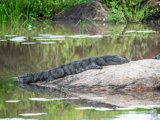 Yala Nationalpark, Sri Lanka: Ein Sumpfkrokodil sonnt sich auf einem Fels im Teich