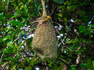 Yala Nationalpark, Sri Lanka: Der Bayaweber Vogel baut sein Nest