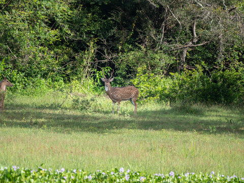 Yala Nationalpark, Sri Lanka: Eun Axishirsch