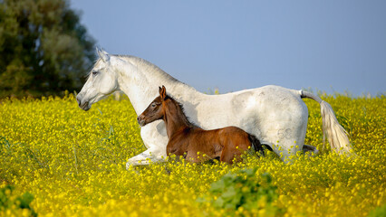 mare and foal in spain - obrazy, fototapety, plakaty