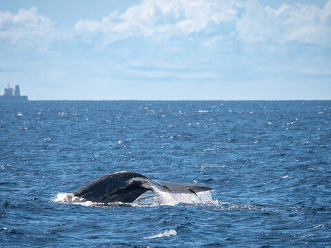 Mirissa, Sri Lanka: Die Fluke eines Blauwals