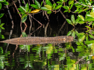 Madu, Sri Lanka: Ein Bindenwaran im Fluss