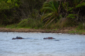 Fototapeta premium hippos bathing in a large wild river in South Africa