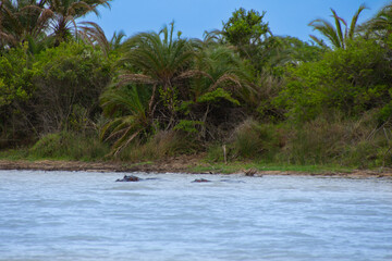 hippos bathing in a large wild river in South Africa