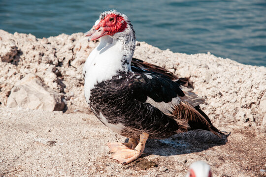 Muscovy Ente