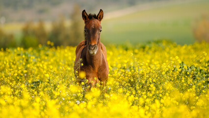 Horse beauty