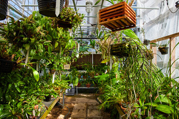 Tropical Greenhouse Oasis with Orchids and Exotic Plants, Muncie Conservatory