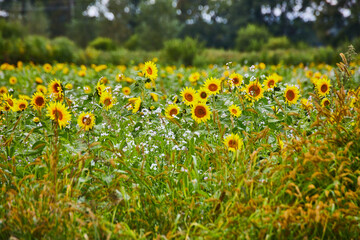 Lush Sunflower and Wildflower Field with Soft Lighting