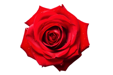 Red colored rose flower on transparent background. Generative AI illustration