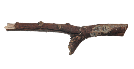 Dry, old rotten branch isolated on white background