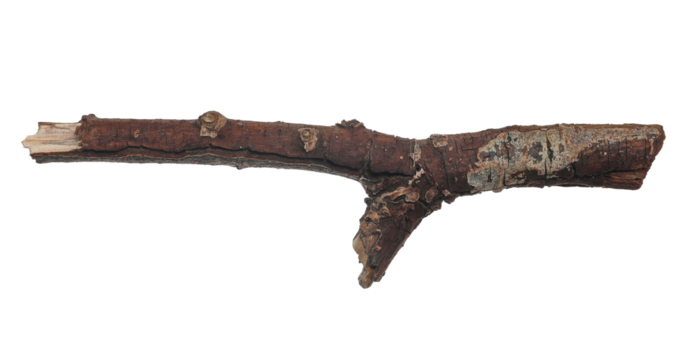 Dry, old rotten branch isolated on white background