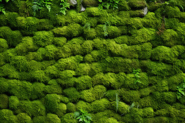 Mystical Moss: A Tranquil Green Background of Nature's Carpet