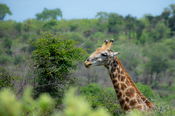 Pretty specimen of a wild giraffe  in the nature of South Africa