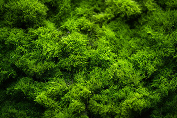 Mystical Moss: A Tranquil Green Background of Nature's Carpet