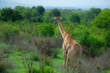 Pretty specimen of a wild giraffe  in the nature of South Africa