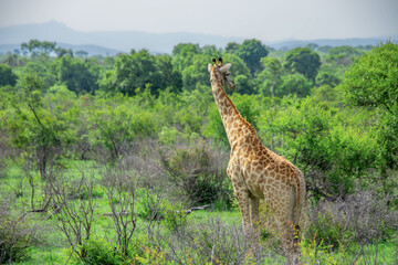Naklejka na ściany i meble Pretty specimen of a wild giraffe in the nature of South Africa