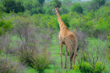 Pretty specimen of a wild giraffe  in the nature of South Africa