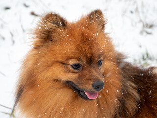 Spitz during a walk in the white snow. Portrait of a red dog.