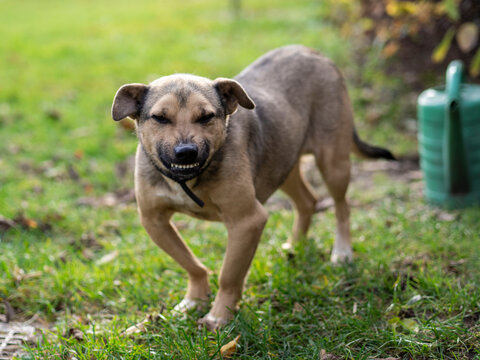 A dog baring his teeth.