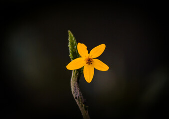 flor primavera planeta tierra flor, naturaleza, primavera, huerta, flor, fábrica,  © Yoel Garay