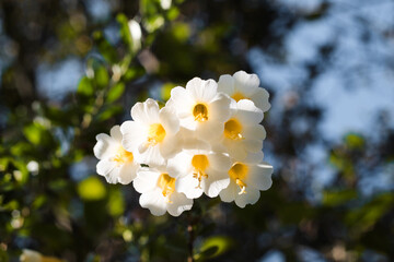 flor primavera planeta tierra flor, naturaleza, primavera, huerta, flor, fábrica,  © Yoel Garay