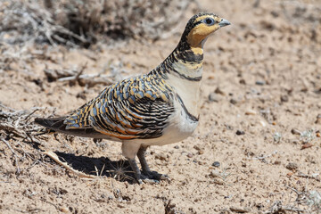 Portrait of Pin-tailed sandgrouse female (Pterocles alchata) in desert habitats of Betpak Dala, Kazakhstan