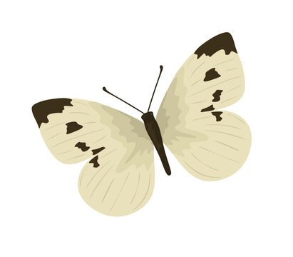 Cabbage butterfly flying also called Pieris brassicae family Pieridae. Large white moth with beautiful exotic wings, top view. Flat illustration beautiful insect isolated on white background. Vector