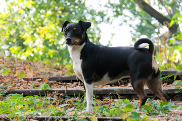 Obraz premium Jack Russell Terrier dog for a walk in the park.