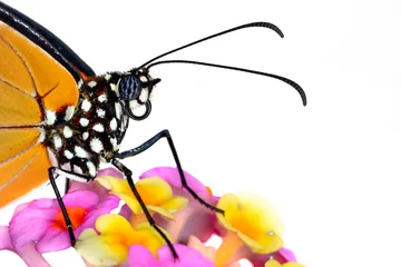 Fototapeten Macro Butterfly wing background, Danaus chrysippus © blackdiamond67