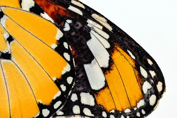 Foto auf Acrylglas Antireflex Macro Butterfly wing background, Danaus chrysippus © blackdiamond67