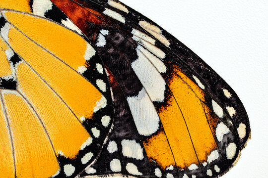Macro Butterfly wing background, Danaus chrysippus