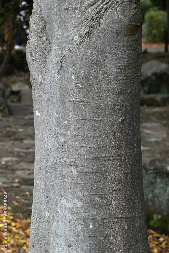 Poster chinese hackberry ( celtis sinensis ) yellow leaves. cannabaceae deciduous tree. seasonal background