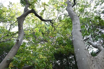 Chinese hackberry ( Celtis sinensis ) yellow leaves.
Cannabaceae deciduous tree. Seasonal background material.
