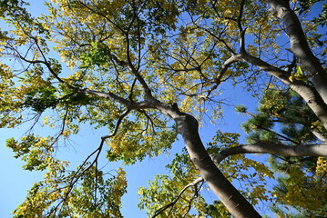 Chinese hackberry ( Celtis sinensis ) yellow leaves.
Cannabaceae deciduous tree. Seasonal background material.
