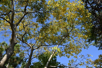 Chinese hackberry ( Celtis sinensis ) yellow leaves.
Cannabaceae deciduous tree. Seasonal background material.
