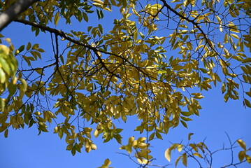 Chinese hackberry ( Celtis sinensis ) yellow leaves.
Cannabaceae deciduous tree. Seasonal background material.
