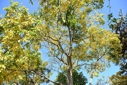 Chinese hackberry ( Celtis sinensis ) yellow leaves.
Cannabaceae deciduous tree. Seasonal background material.
